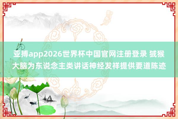 亚搏app2026世界杯中国官网注册登录 狨猴大脑为东说念主类讲话神经发祥提供要道陈迹